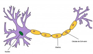 neurónio1